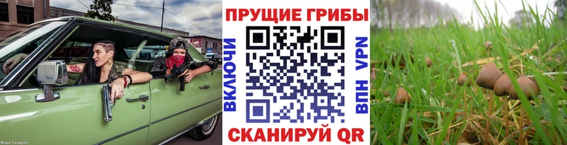 наркота  Ермолино  Галлюциногенные грибы прущие грибы 